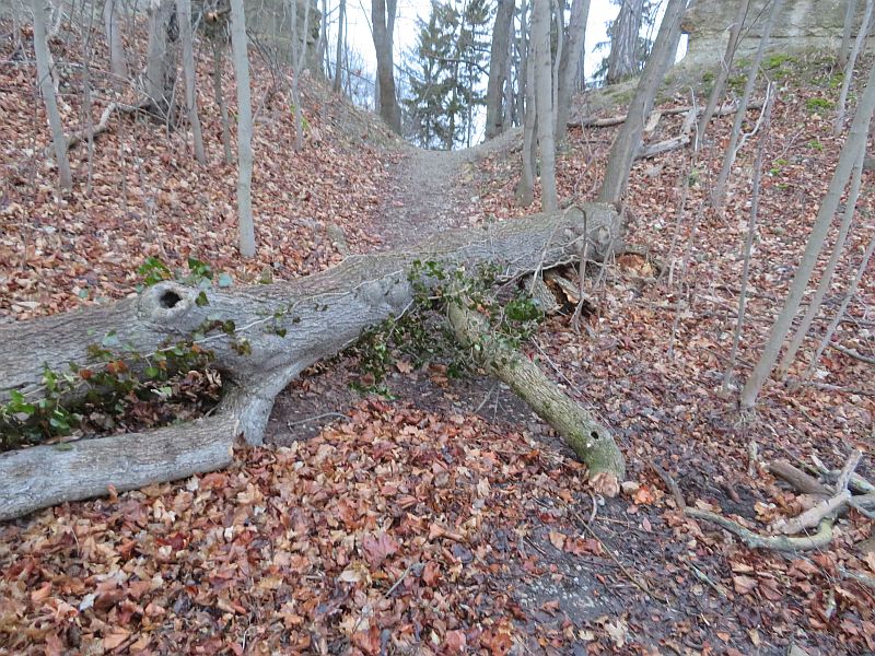 Umgestürzter Baum nahe GL 1 (Denkmal)